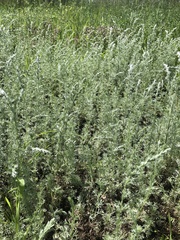 Artemisia austriaca