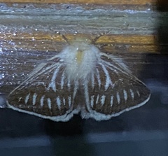 Striphnopteryginae