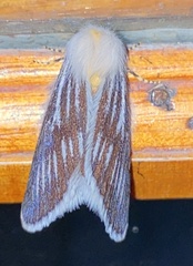 Striphnopteryginae