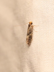 Nemapogon granella