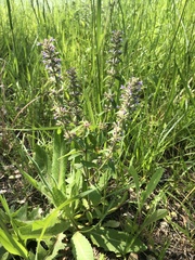 Dracocephalum thymiflorum