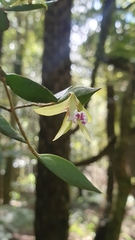 Dendrobium pugioniforme