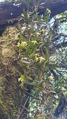 Dendrobium pugioniforme