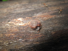 Helicodonta obvoluta