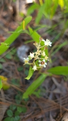 Geobalanus oblongifolius