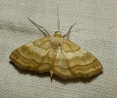Idaea circuitaria