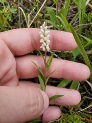 Polygala senega