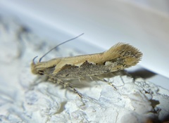 Ornativalva erubescens