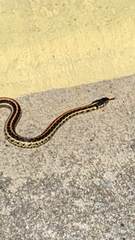 Thamnophis sirtalis sirtalis