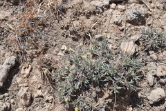 Eriogonum lachnogynum