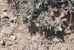 Eriogonum lachnogynum