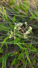 Geobalanus oblongifolius