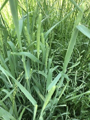Phleum pratense