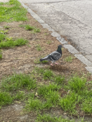 Columba livia domestica
