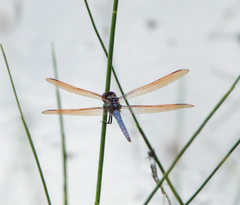 Libellula jesseana
