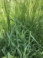 Phleum pratense