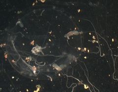 Clytia hemisphaerica