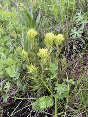 Castilleja lutescens
