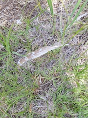 Tympanuchus phasianellus