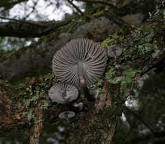 Mycena nargan