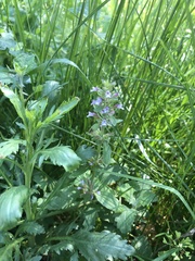 Dracocephalum thymiflorum