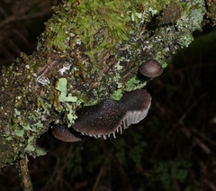 Mycena nargan