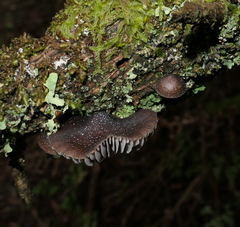 Mycena nargan