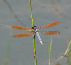 Libellula jesseana