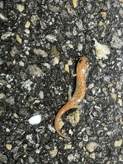 Desmognathus ocoee