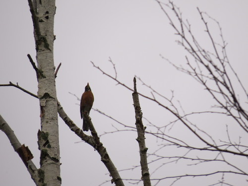 Turdus image