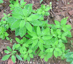 Alstroemeria longistaminea