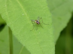Cholomyia