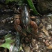 Short Mountain Crayfish - Photo (c) toadranger, some rights reserved (CC BY-NC)