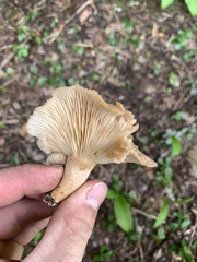 Clitocybe albirhiza