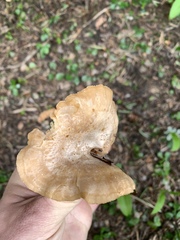Clitocybe albirhiza