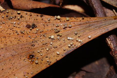 Hymenotorrendiella eucalypti image