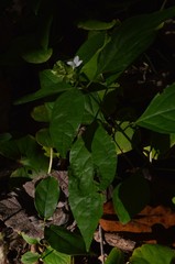 Yeatesia viridiflora