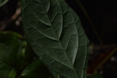 Yeatesia viridiflora