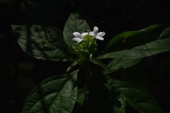 Yeatesia viridiflora