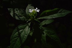 Yeatesia viridiflora