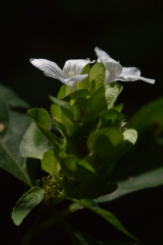 Image of Yeatesia viridiflora by (c) Daniel McNair, some rights reserved (CC BY)