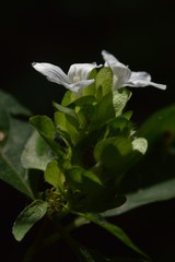 Yeatesia viridiflora