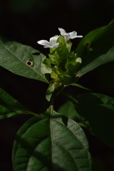 Yeatesia viridiflora