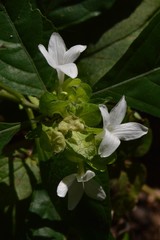 Yeatesia viridiflora