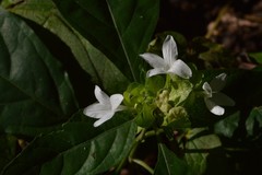 Yeatesia viridiflora