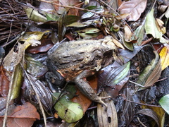 Macrogenioglottus alipioi