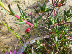 Lampranthus aduncus