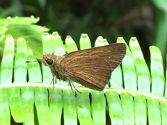 Polytremis lubricans