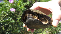 Kinosternon chimalhuaca