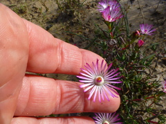 Lampranthus aduncus